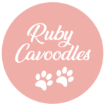 Rubby-Cavoodles-1-150x150